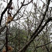 В Закарпатті морози знищили ранні абрикоси та черешні