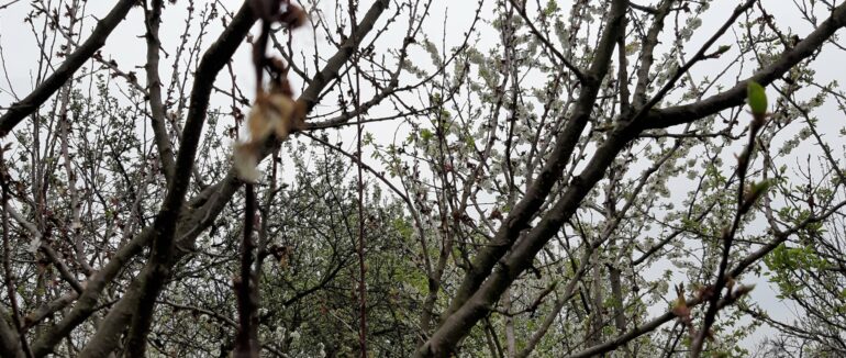 В Закарпатті морози знищили ранні абрикоси та черешні