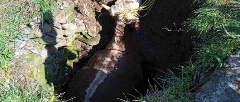 На Закарпатті рятувальники витягали трактором корову із колодязя