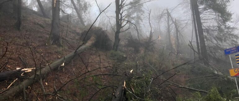 Унаслідок негоди на Міжгірщині на території лісфонду впали дерева
