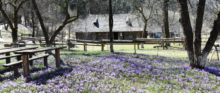 У НПП «Синевир» триває екологічна акція «Збережи первоцвіти»