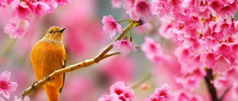 Коли очікувати потепління у квітні