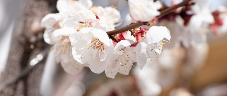 Якою буде погода найближчі три дні на Закарпатті
