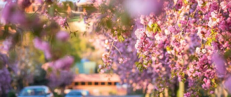 Цвітіння сакур 2022 в Ужгороді: коли варто очікувати