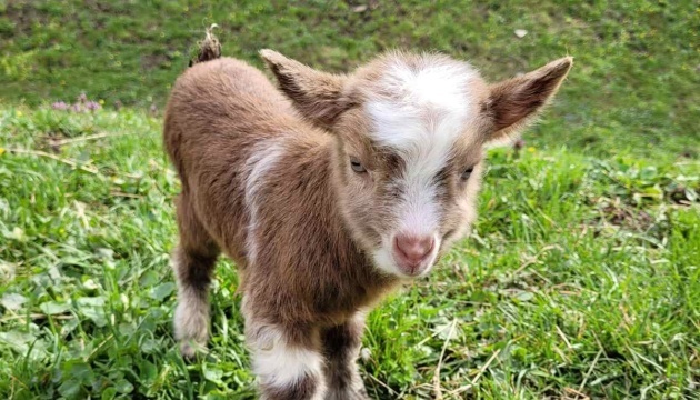 В Ужгородському скансені народилося козеня, назвали Байрактаром