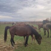 На Закарпаття евакуювали рідкісних поліських коней – вони житимуть із карпатськими буйволами