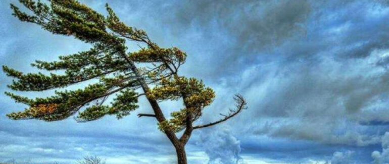 На Берегівщині вітер повалив дерево на авто