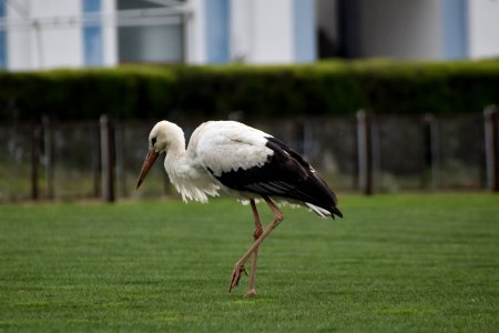 Ужгород: на стадіон «Авангард» завітав лелека