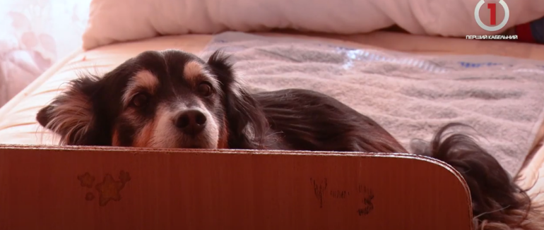 3 комунальні заклади для потребуючих: ситуація з переселенцями в Іршавській ТГ (ВІДЕО)