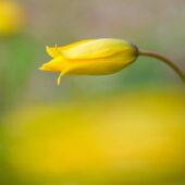 Гороскоп на 7 квітня для всіх знаків зодіаку: день, коли здійснюються бажання