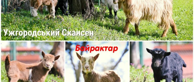Байрактар, Джавеліна та Чорнобаївка: у Скансені в Ужгороді проживають козенята