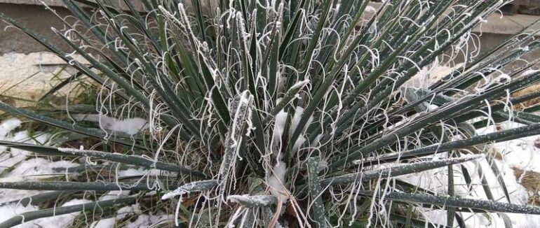 Закарпатцям варто підготуватися до заморозків