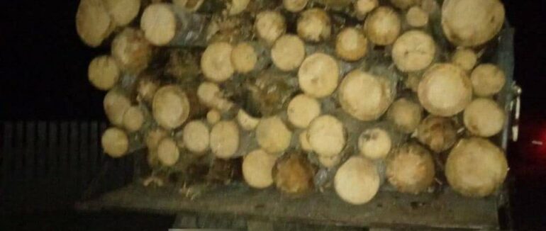 За добу на Рахівщині поліцейські виявили два випадки незаконного перевезення лісу