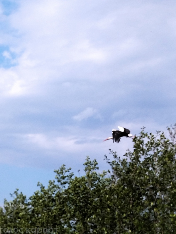 На Закарпатті зловили на камеру довгодзьобого «символа миру» в польоті