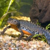 На Рахівщині у Карпатському біосферному заповіднику живуть земноводні, які занесені до Червоної книги України