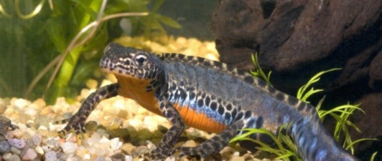 На Рахівщині у Карпатському біосферному заповіднику живуть земноводні, які занесені до Червоної книги України