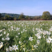 Популярна туристична родзинка: на Хустщині розквітла долина нарцисів