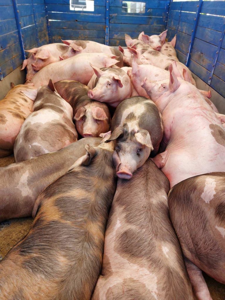 Незаконне переміщення свиней: на посту «Нижні Ворота» виявлено 3 випадки