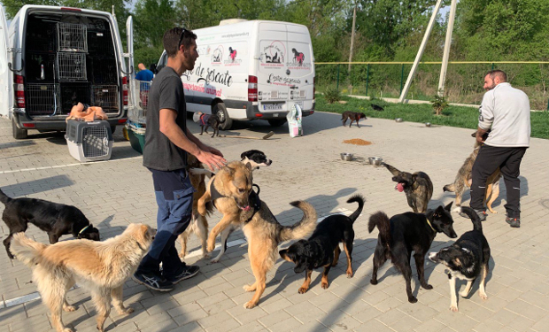 На Закарпатті влада допомогла іспанським волонтерам вивезти з України 45 врятованих собак