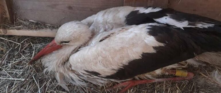 Пролежав у полі два дні без їжі: на Закарпатті волонтери врятували лелеку