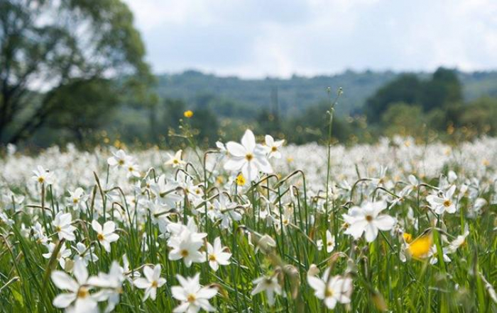 Долина нарцисів на Хустщині почне квітнути 8 – 10 травня