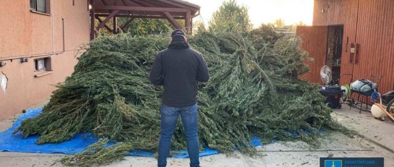 На Закарпатті у помешканні чоловіка виявили 150 кілограм канабісу