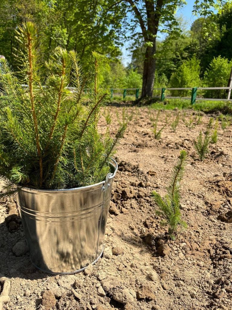Молоді саджанці ялиці білої та ялини звичайної: на Свалявщині висадили плантацію новорічних ялинок