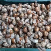 Закарпатський делікатес: на Перечищині полюють за молюсками