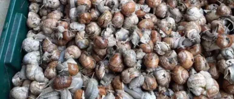 Закарпатський делікатес: на Перечищині полюють за молюсками