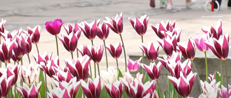 Квітковий бум: близько 30-ти тисяч голландських тюльпанів розквітли на вулицях Ужгорода (ВІДЕО)