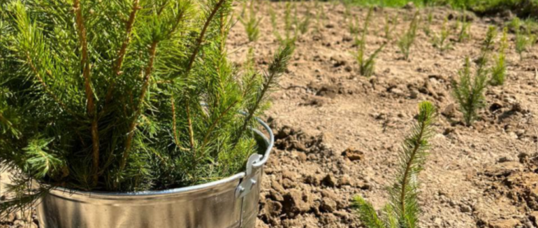 У Свалявському лісництві заклали плантацію новорічних ялинок