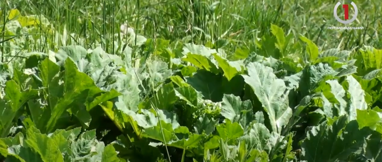 Боротьба з борщівником: ужгородцям хвилюватися не варто (ВІДЕО)