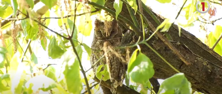 Мігрувала на Закарпаття із Африки: у центрі Берегова живе червонокнижна сова (ВІДЕО)