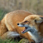 На Свалявщині виявили два випадки захворювання на сказ