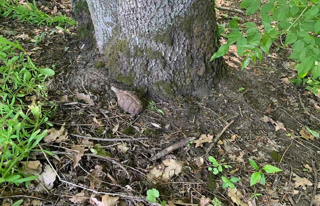 За день в Хусті натрапили на два небезпечні предмети