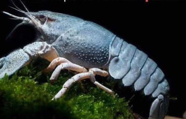 На Закарпатті незабаром стартуватиме заборона на ловлю раків