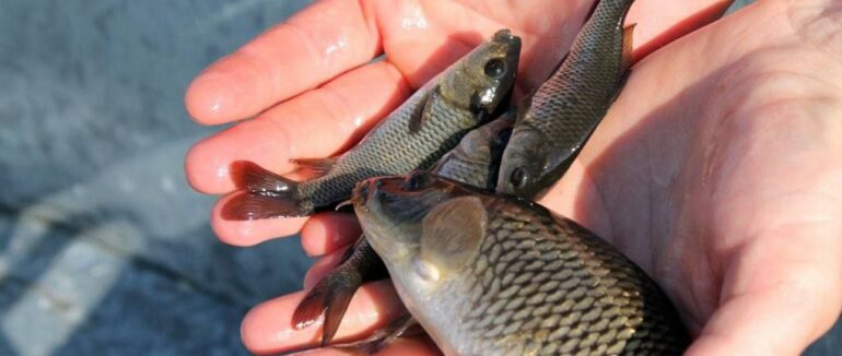 У водосховище на Мукачівщині випустили кілька тисяч молодих риб