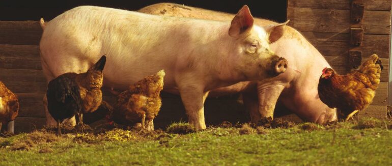 Кури та поросята для переселенців: у Перечинській ТГ надаватимуть гумдопомогу