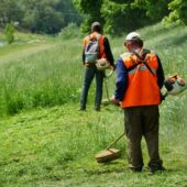 Небезпечна рослина: в Ужгороді розпочали боротьбу із борщівником