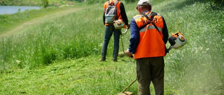 Небезпечна рослина: в Ужгороді розпочали боротьбу із борщівником
