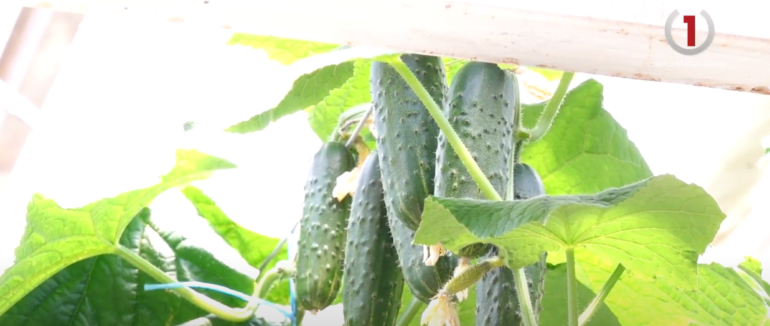 Фермер із Великих Лучок вирощує огірки за голландськими технологіями (ВІДЕО)