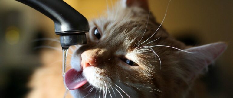 Частина Ужгорода сьогодні буде без води