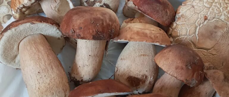 На Закарпатті уже з’явилися білі гриби