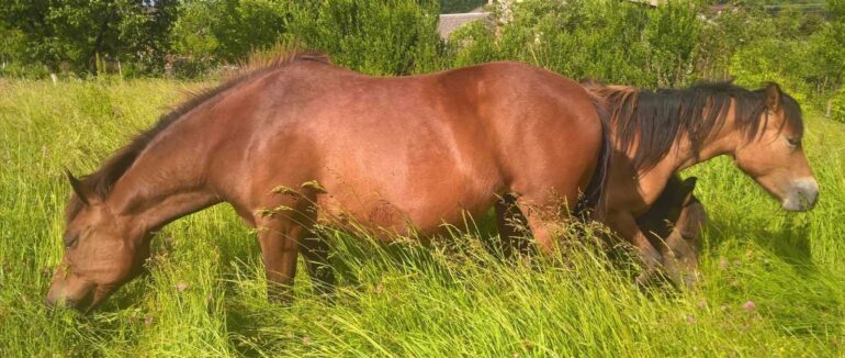 На Закарпатті провели ряд передекспортних заходів карантинування тварин