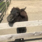 Евакуйовані віслюки: на екофермі Ужгородщини проживають товариські тварини  