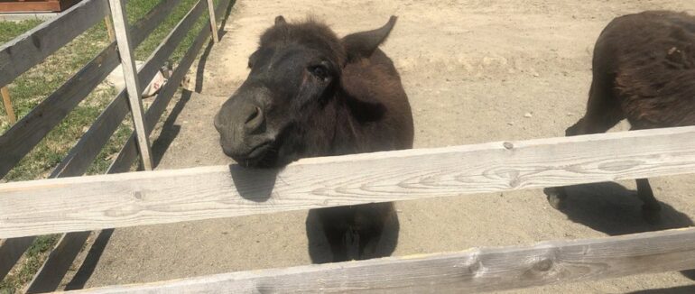 Евакуйовані віслюки: на екофермі Ужгородщини проживають товариські тварини  