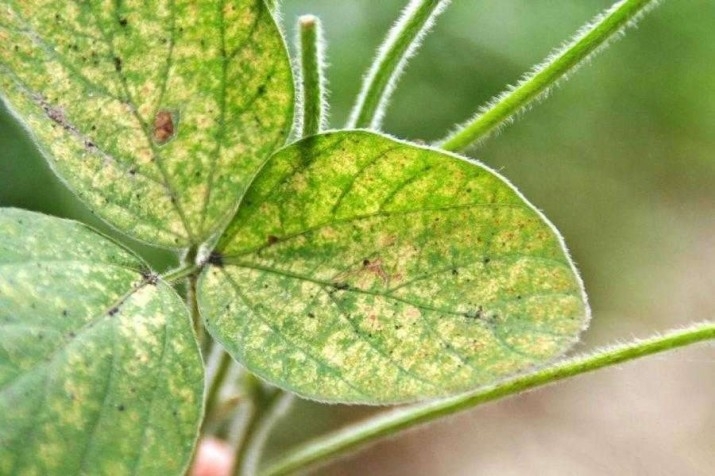 Небезпечний шкідник: в Управлінні держпродспоживслужби Закарпаття виявили шкідливу комаху 