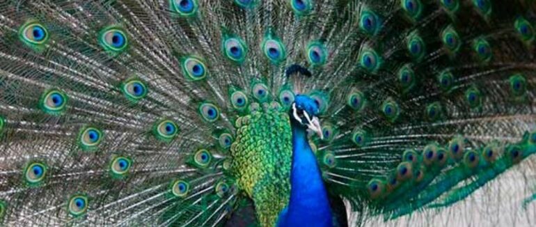 На Буковині п’яний хлопець жорстоко вбив павича заради забави (ВІДЕО +18)