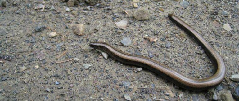 На Виноградівщині дівчину вкусила змія: її доправили до реанімації