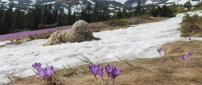 Закарпатським рятувальникам у пошуках в горах допомагає пес Сікро